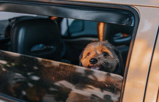 How to Tackle Pet Hair in Your Car Like a Pro